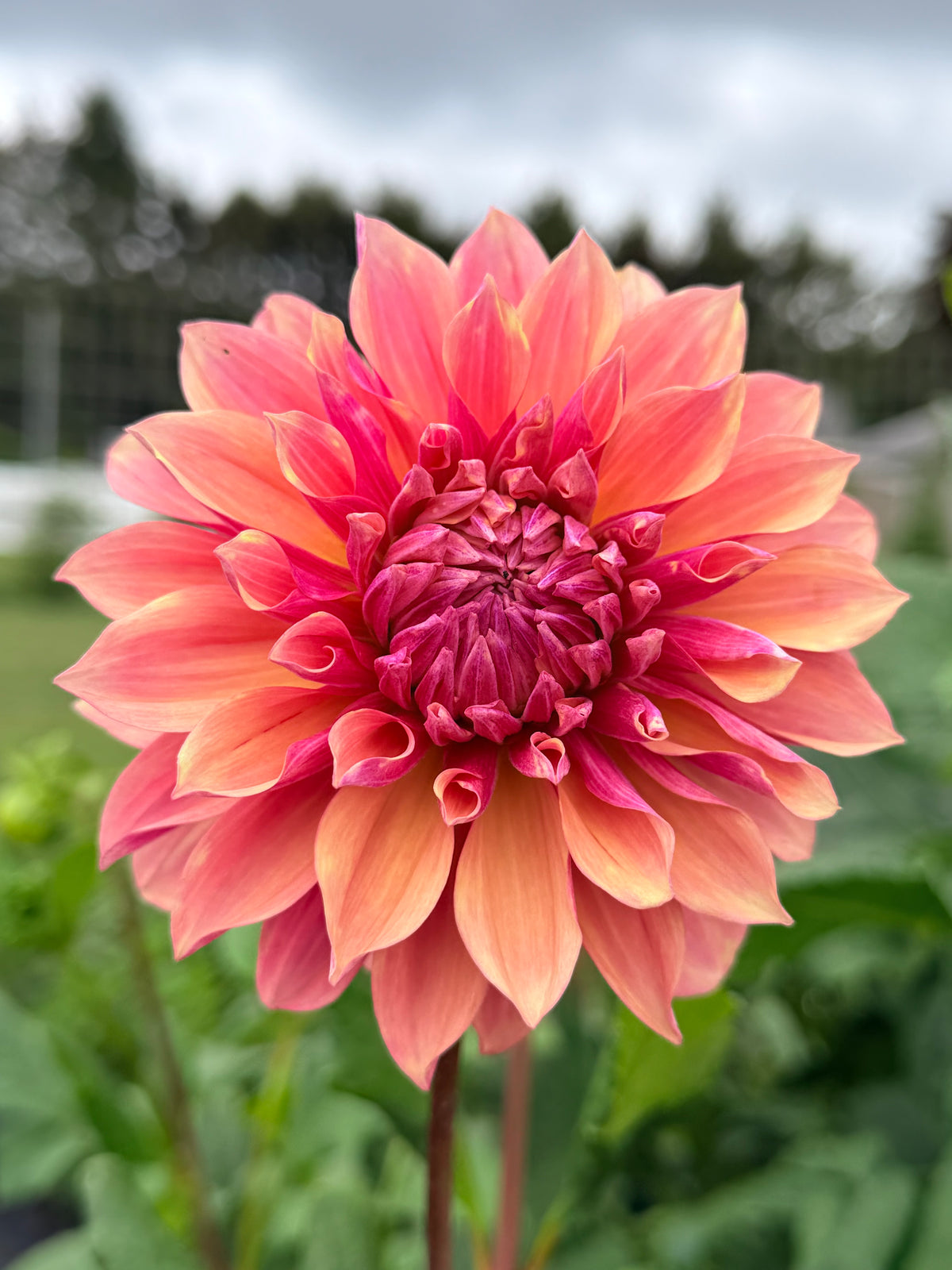 Everbloom Rose tuber