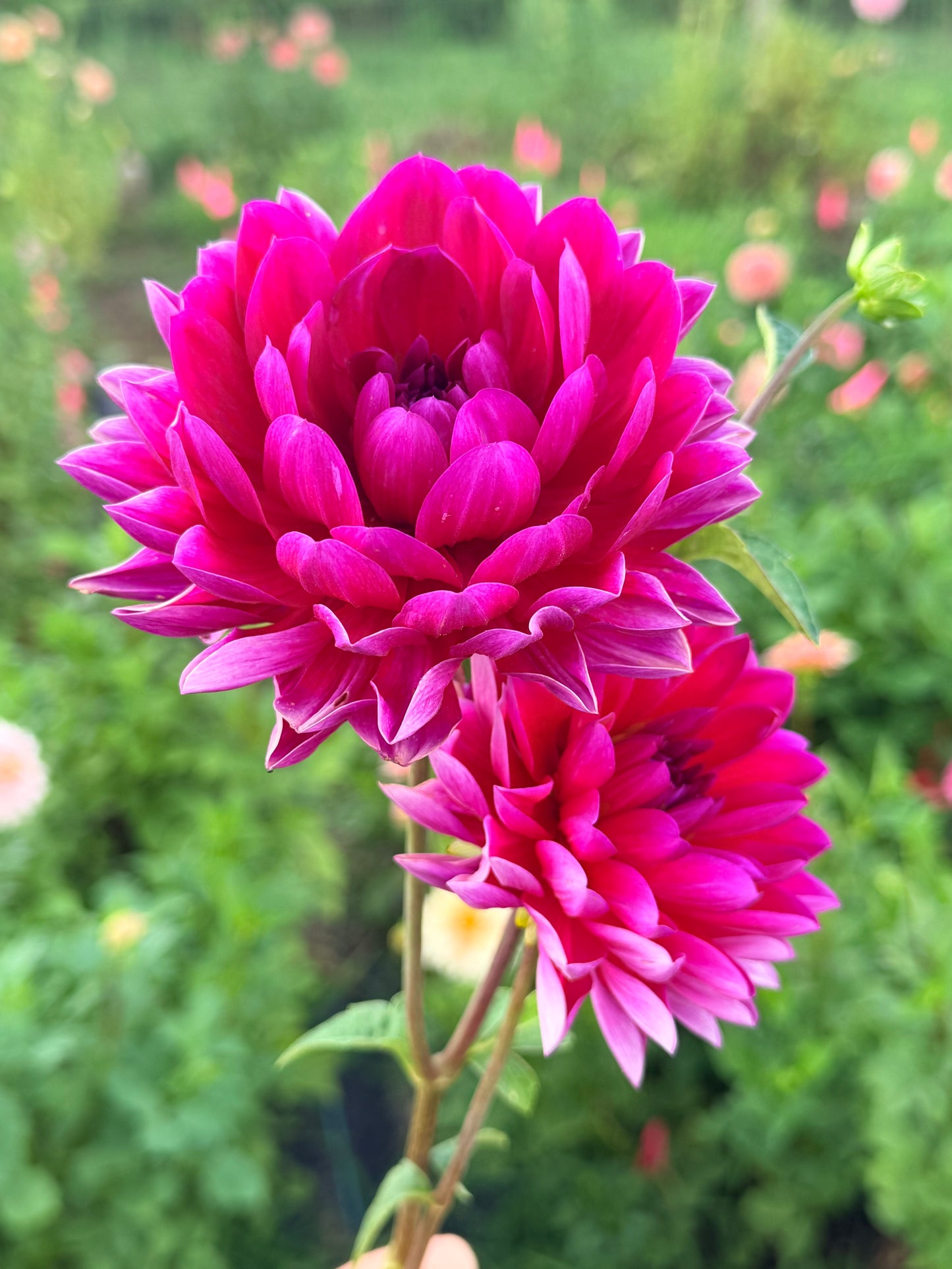 Hollyhill Amethyst tuber