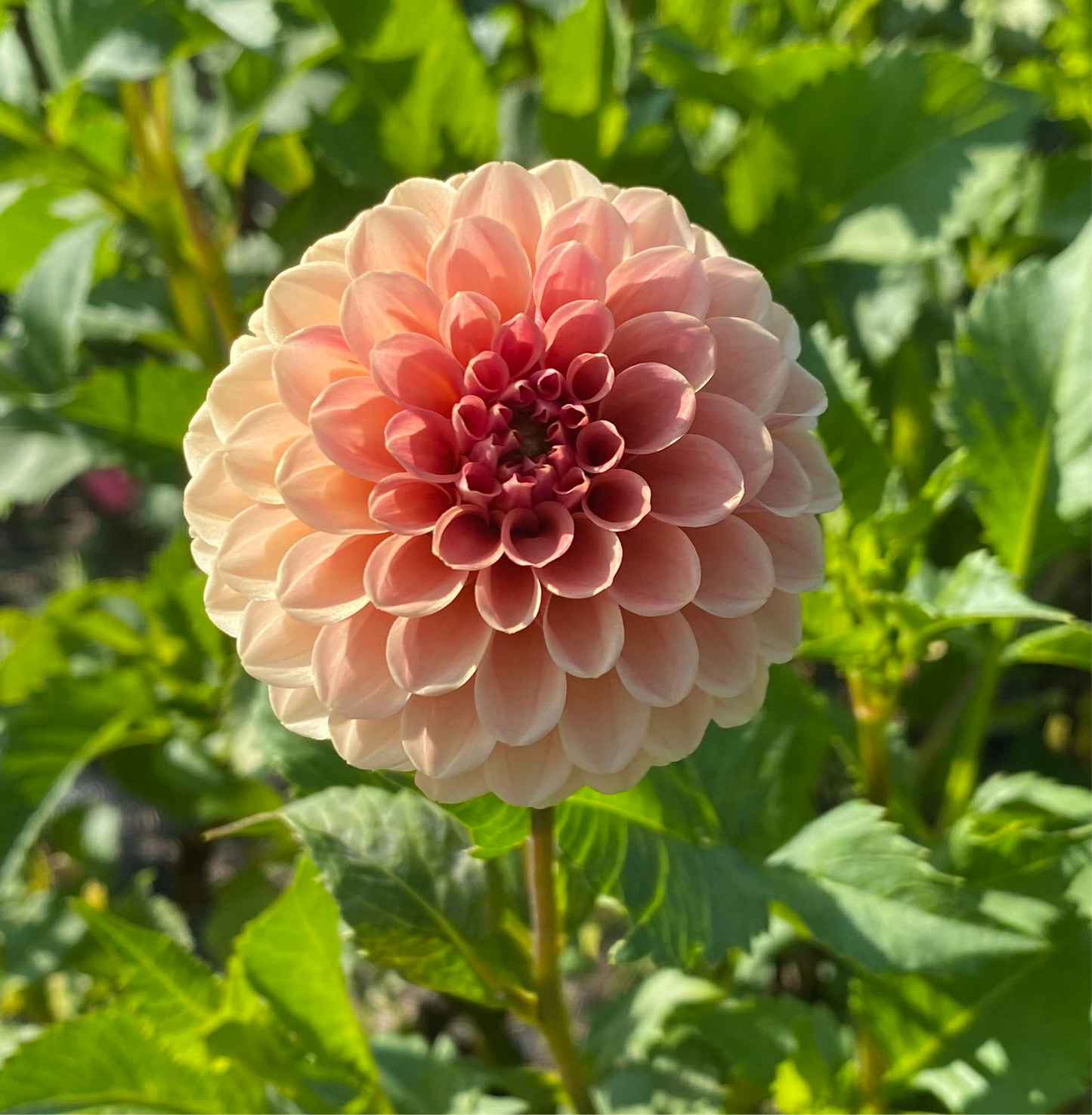 Rose Toscano Tuber