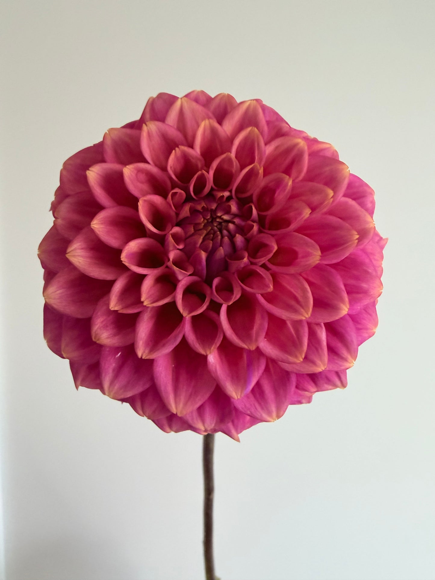 Florelie Flamingo tuber 🇦🇺
