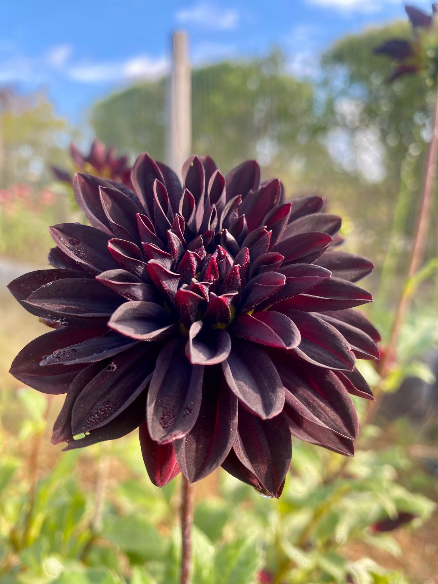 Czarny Charakter tuber