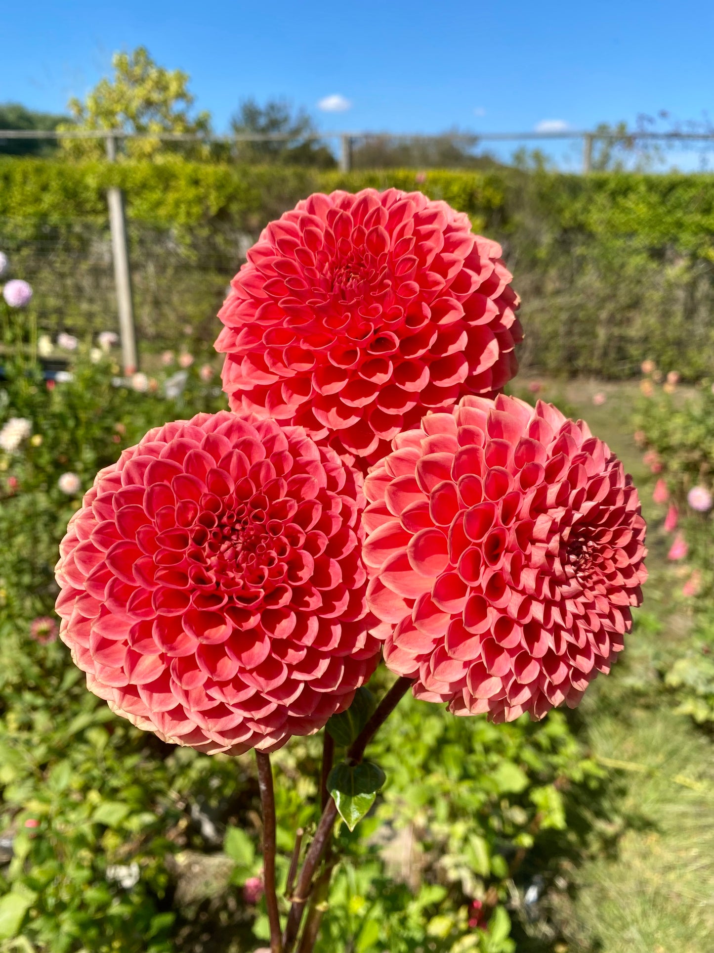 Crazy 4 Wylie Quinn tuber