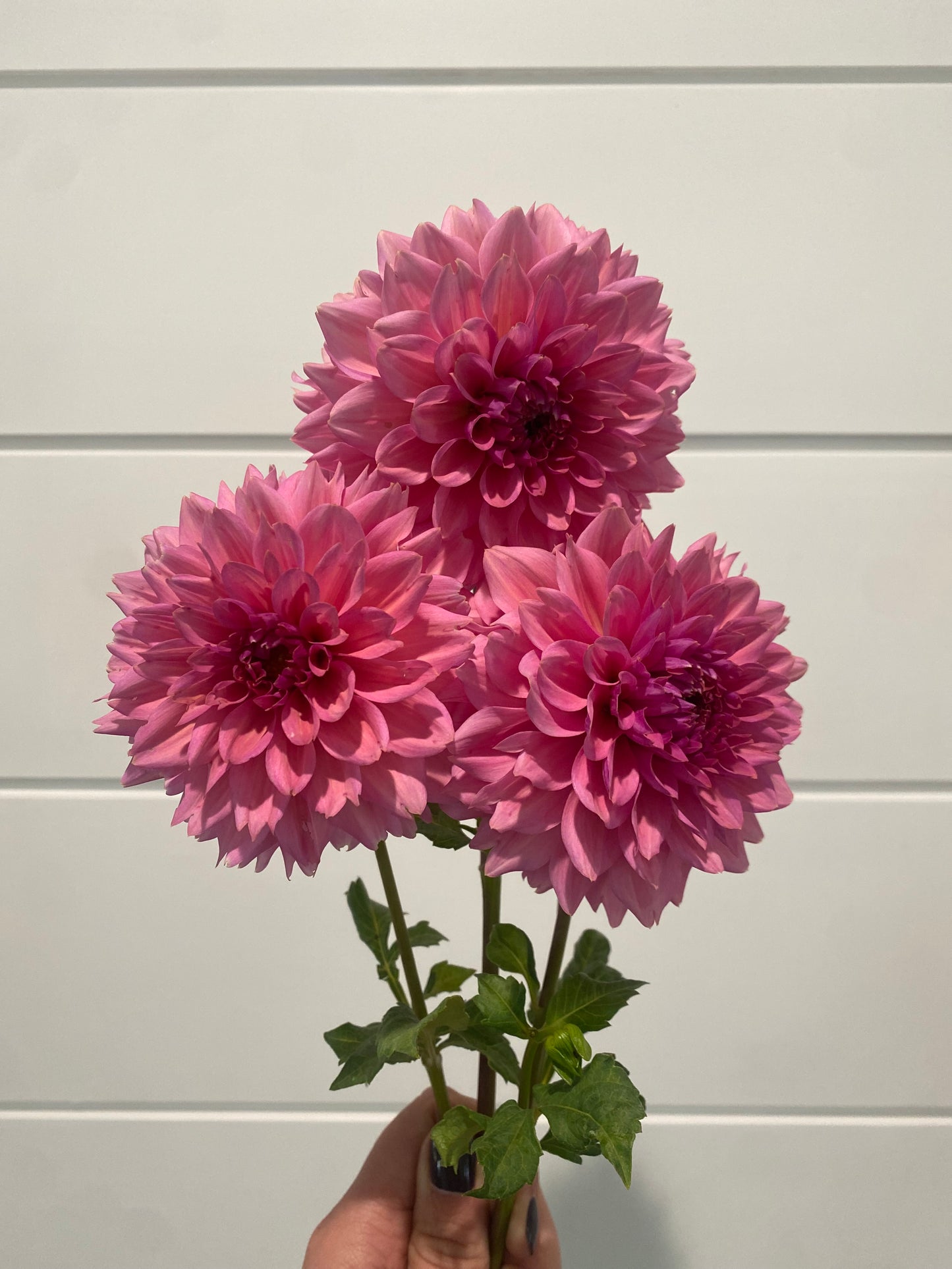 La Belle Epoque tuber