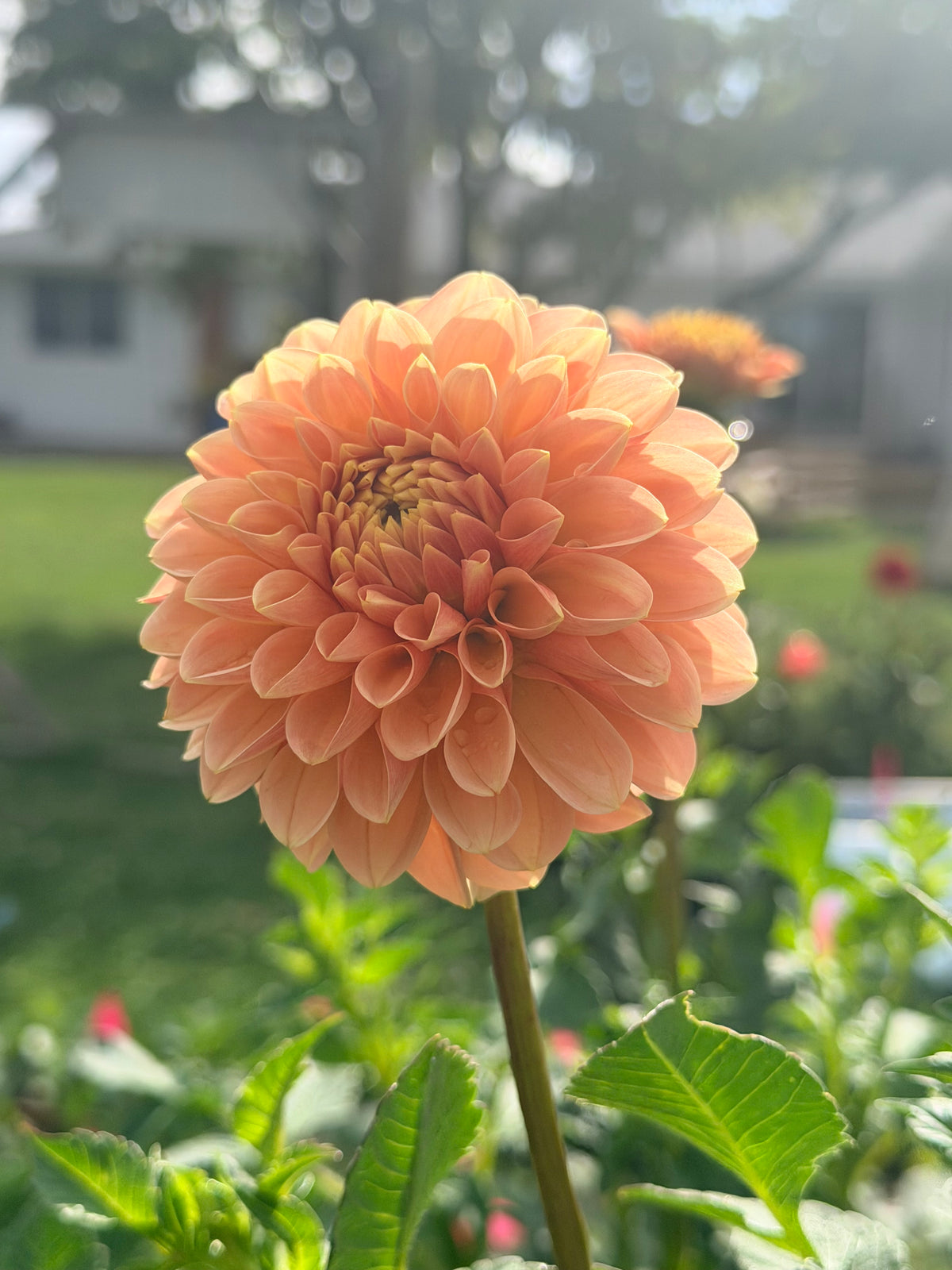 Levi’s Cantaloupe tuber