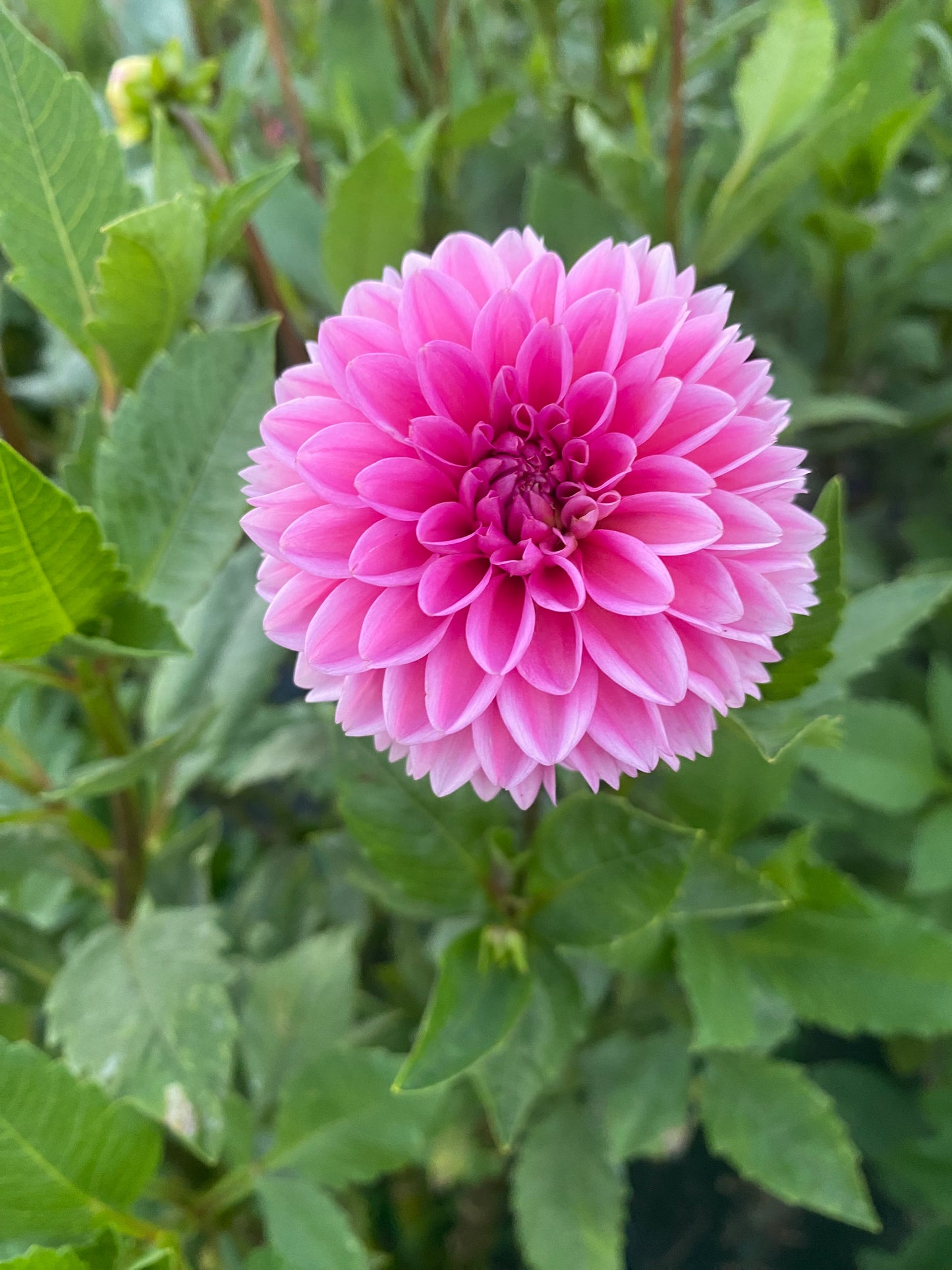 Pink Sylvia Tuber