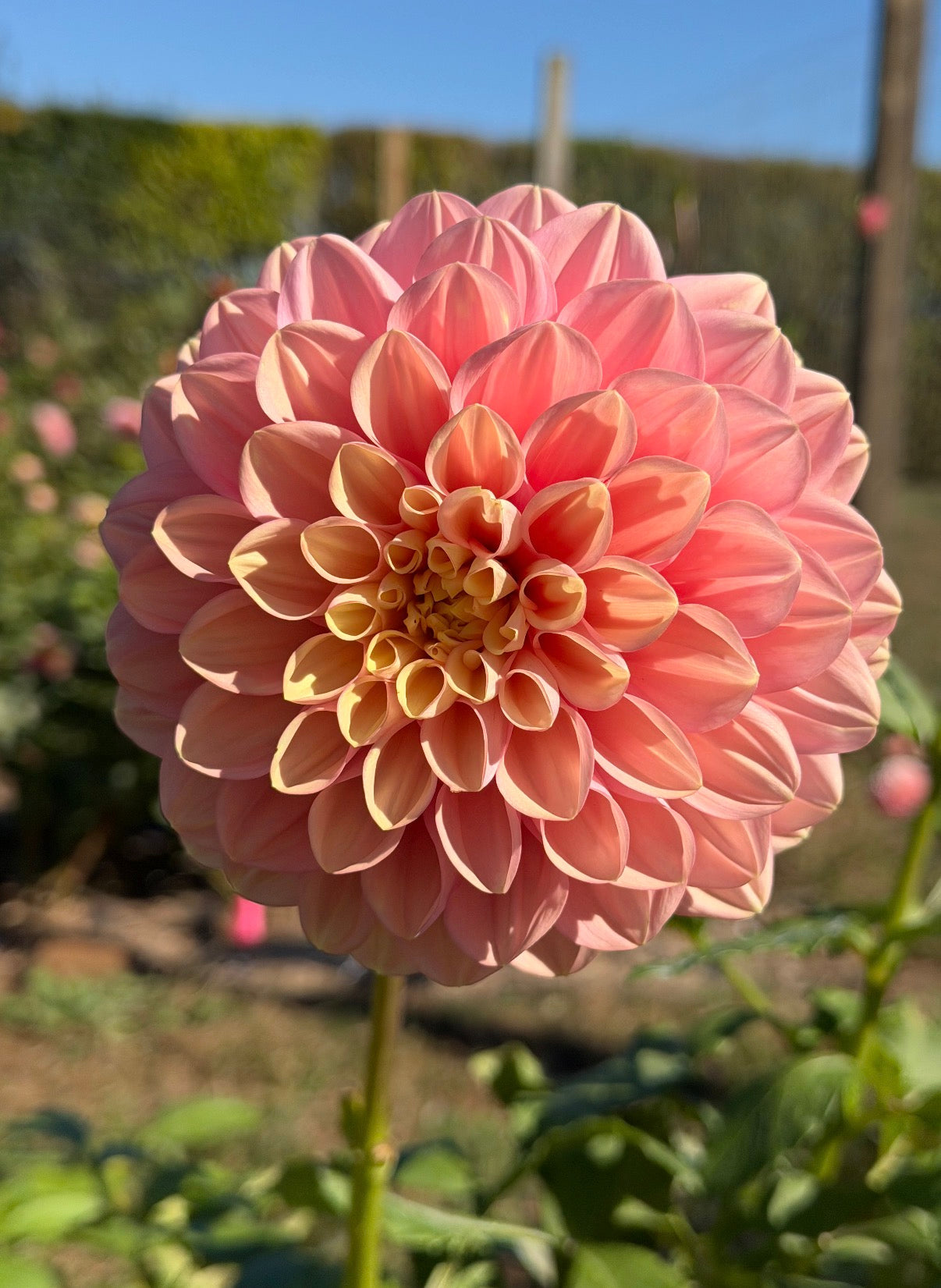Florelie Kindness tuber 🇦🇺