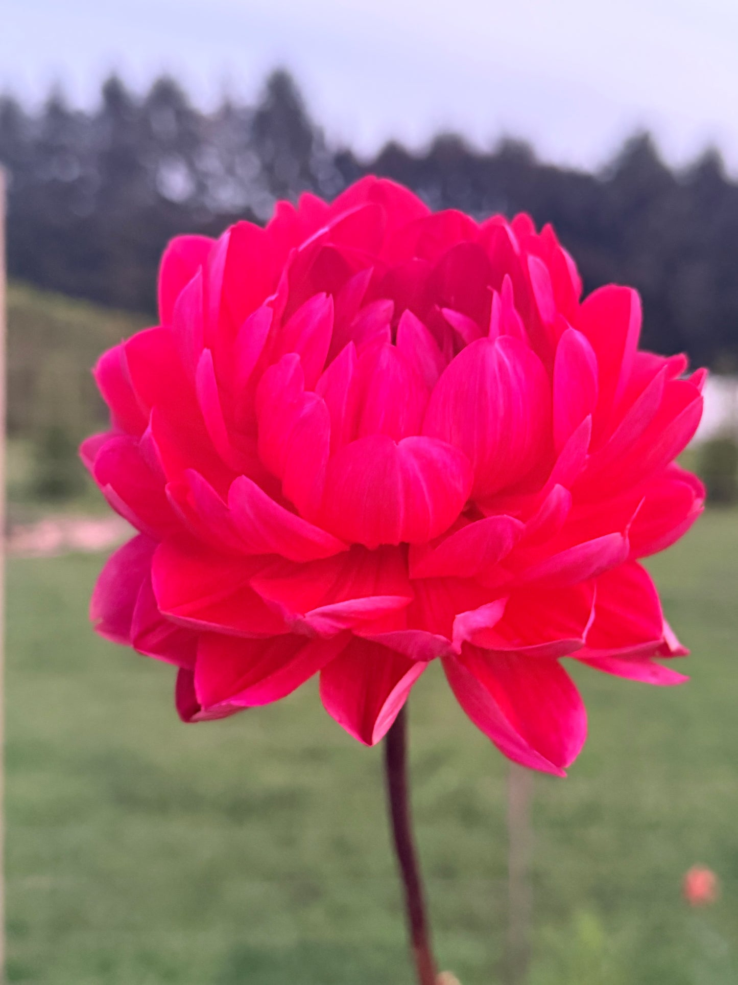 Hollyhill Red Rose 2 tuber