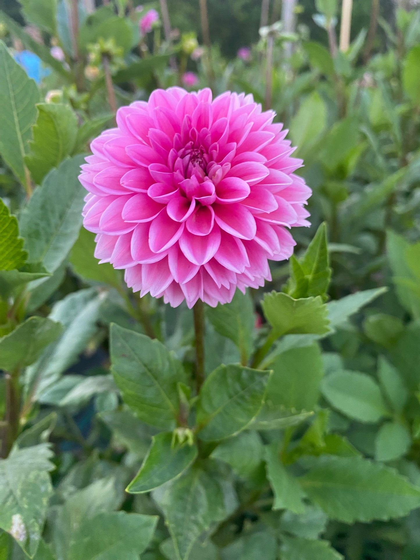 Pink Sylvia Tuber