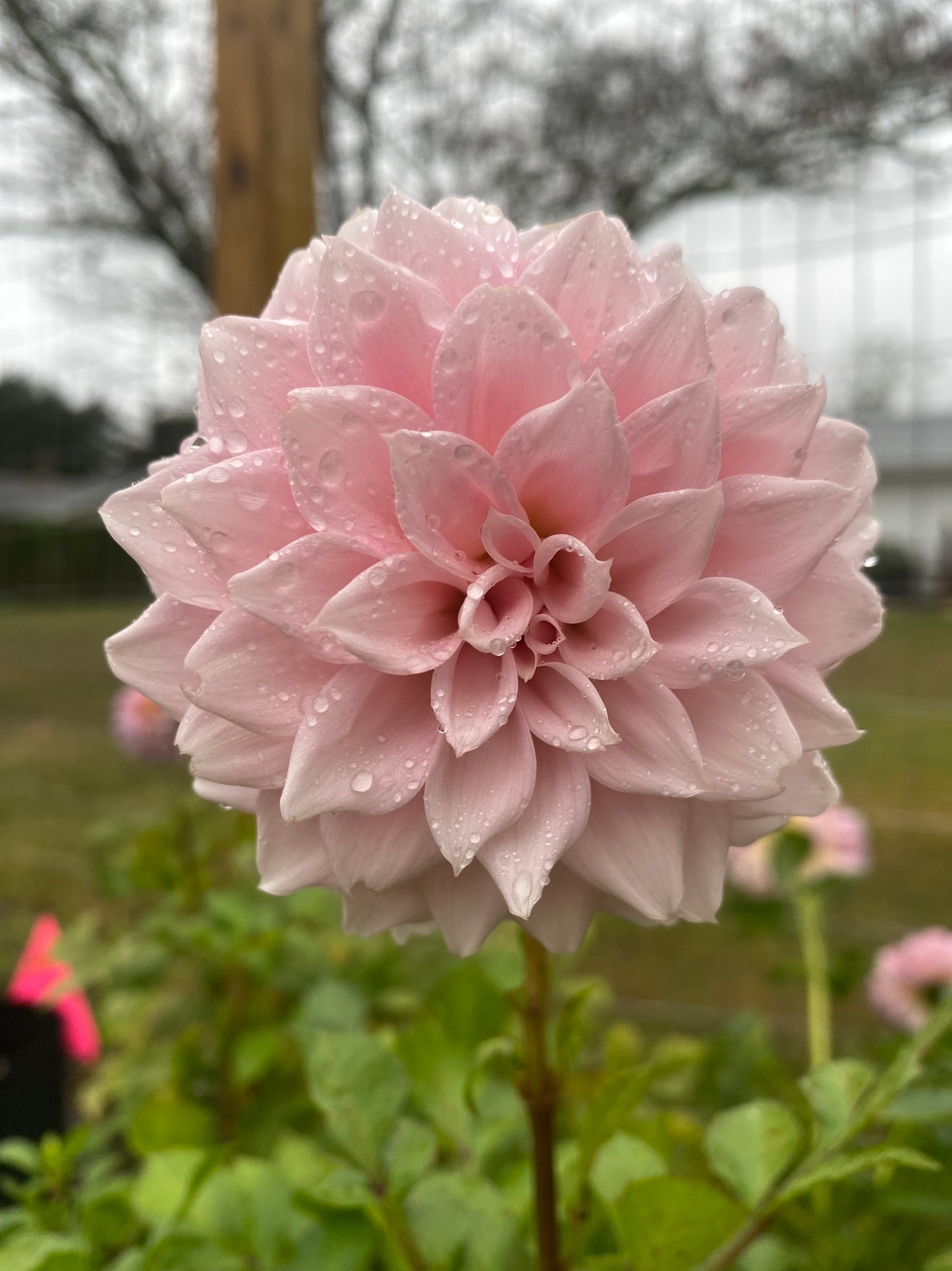 Bell’s Sweet Serendipity tuber