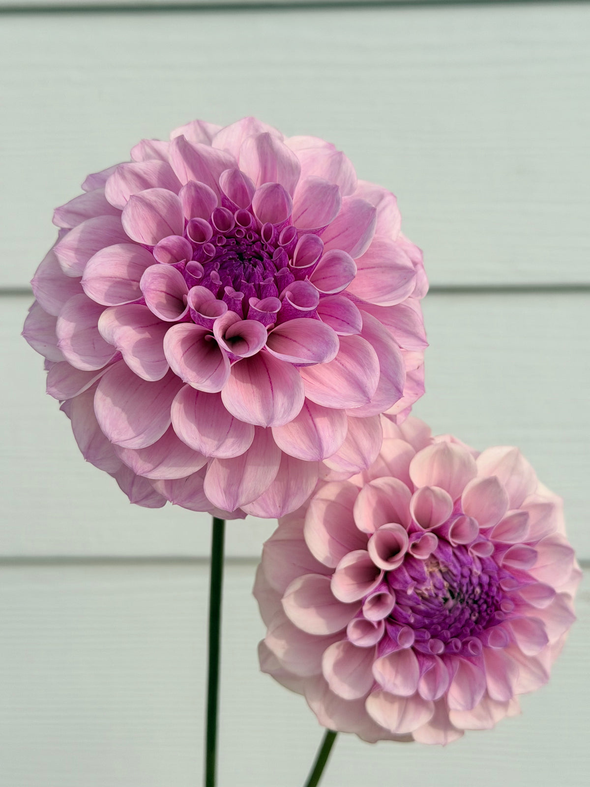 Jeff Bloom tuber