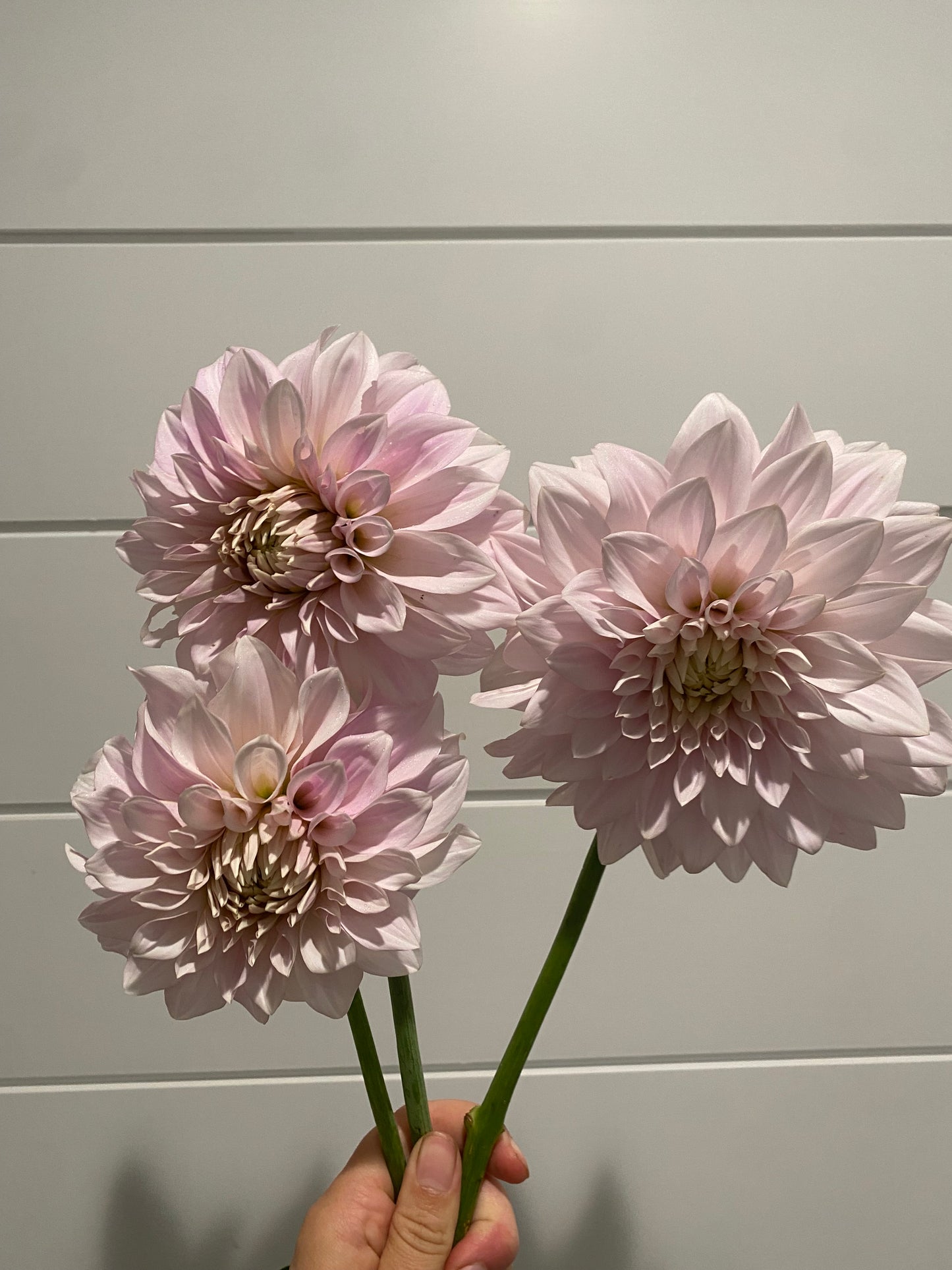 Marryn’s Mamawo & Popo Tuber