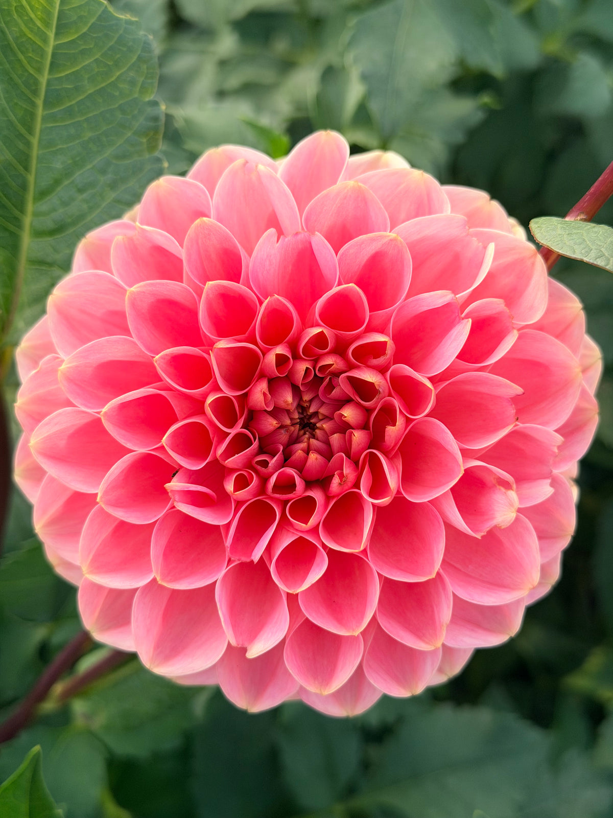 Romance tuber