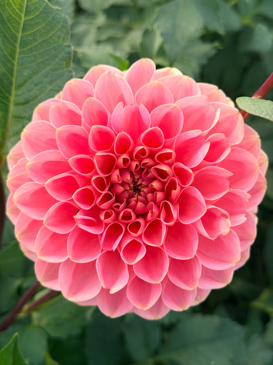 Romance tuber
