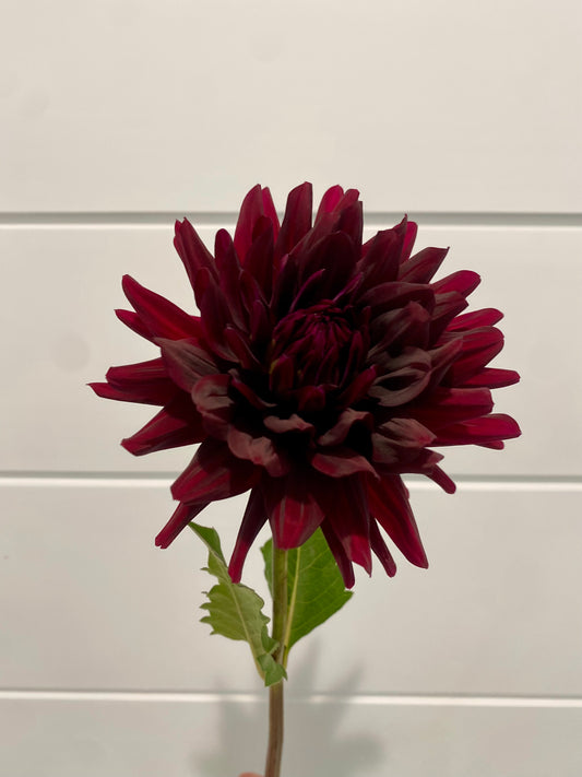 Hollyhill Black Beauty
