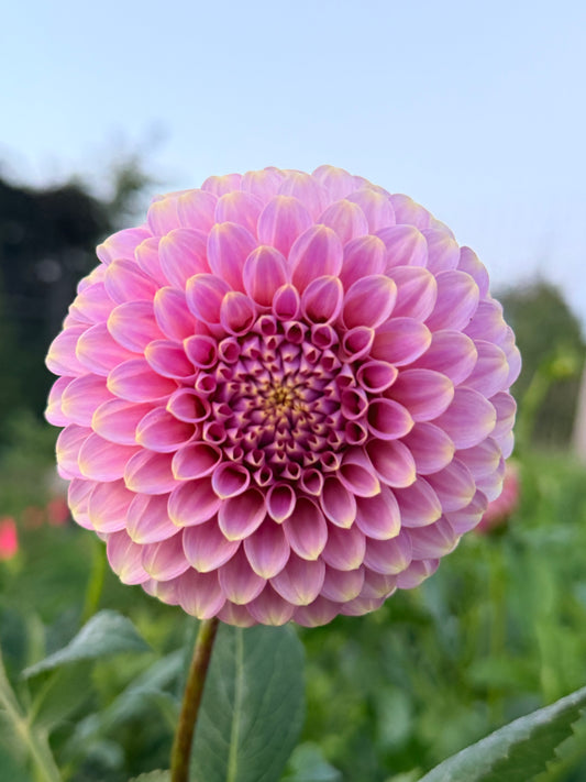 Florelie Oracle tuber 🇦🇺 limit 1
