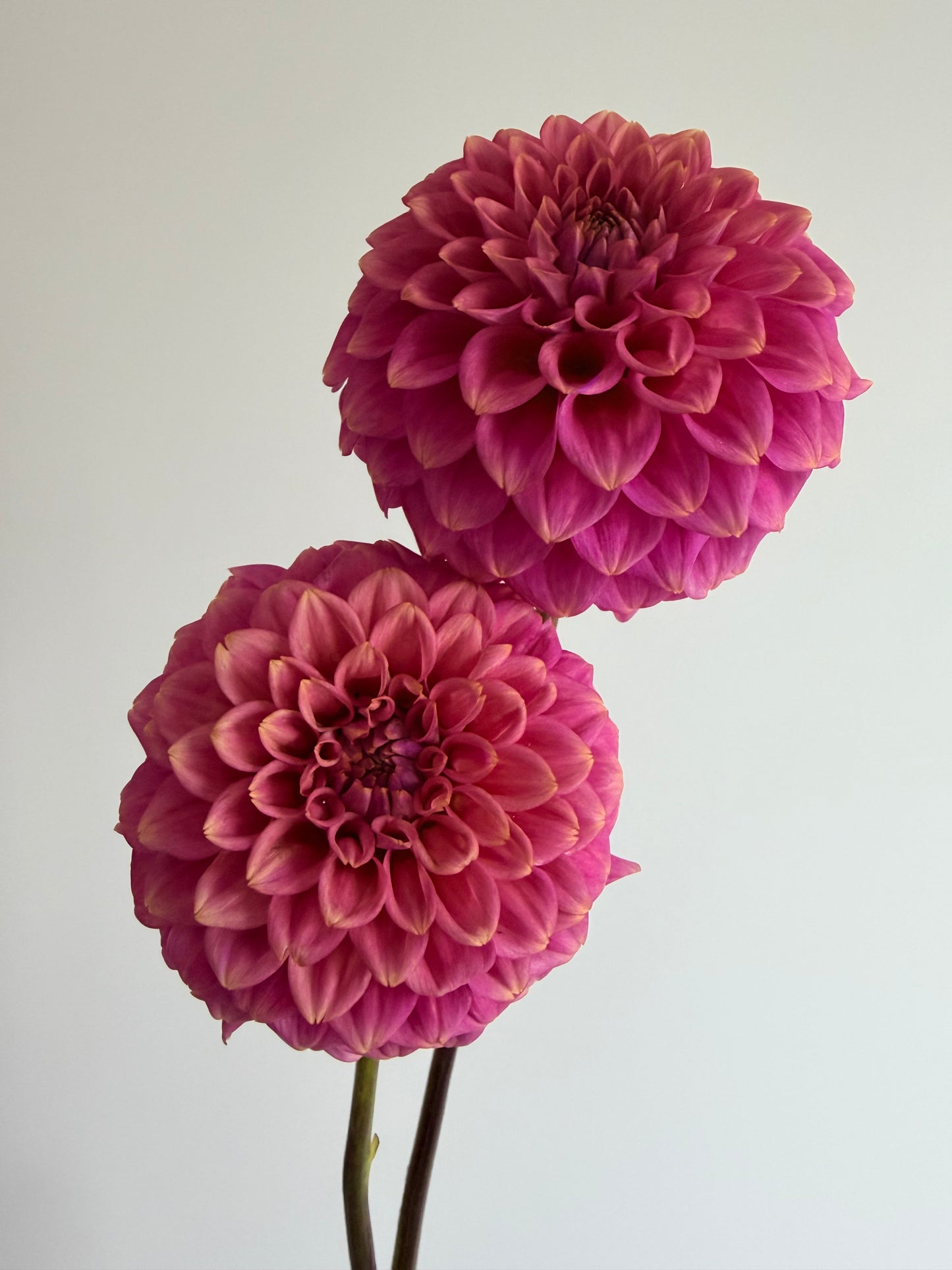 Florelie Flamingo tuber 🇦🇺