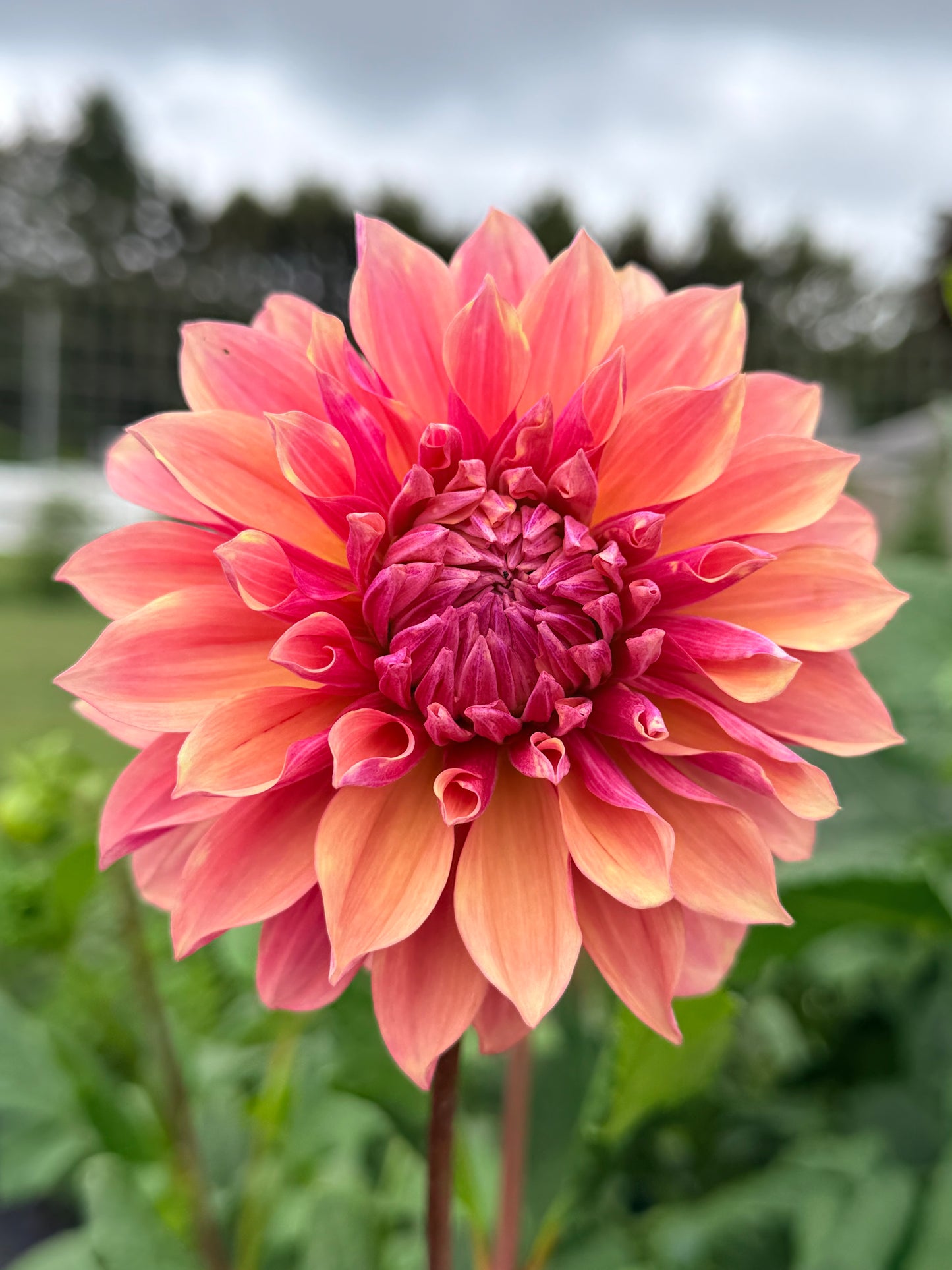 Everbloom Rose tuber