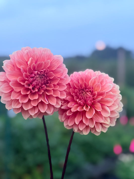 Burfoot Amarena tuber