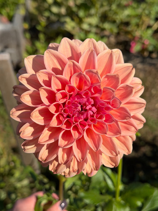 West Coast with a slight chance of Bracken Accord tuber (please read description!)