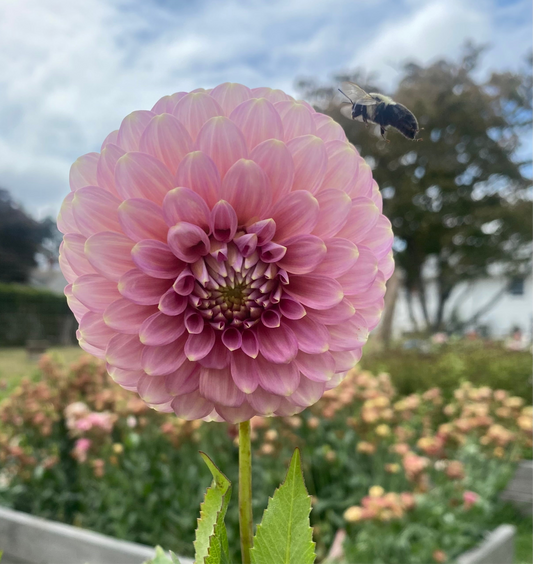 Florelie Oracle tuber 🇦🇺