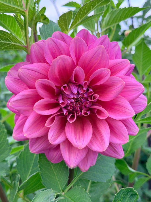 Lileah Caramel Rose tuber