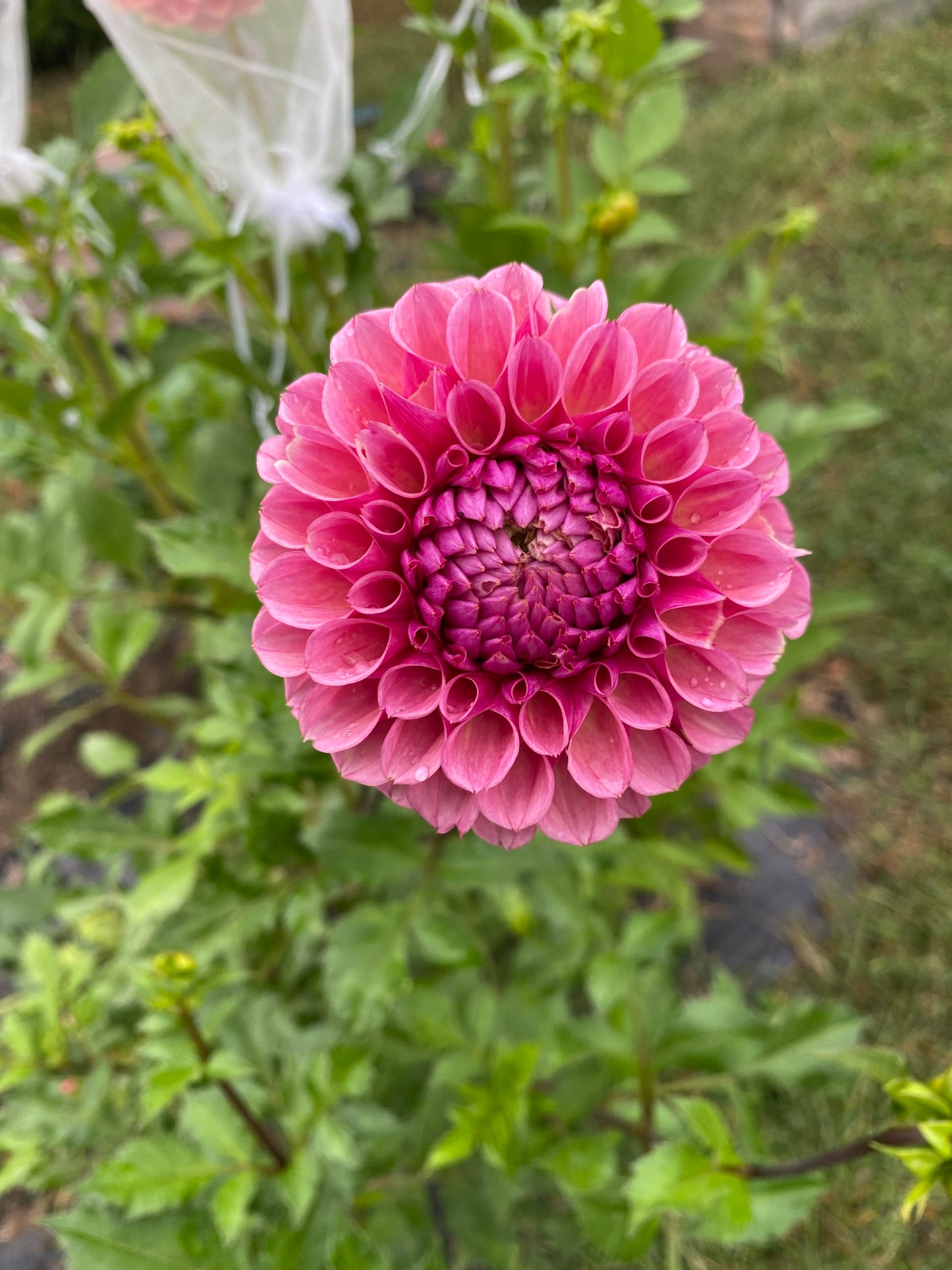 Bracken Rose Tuber