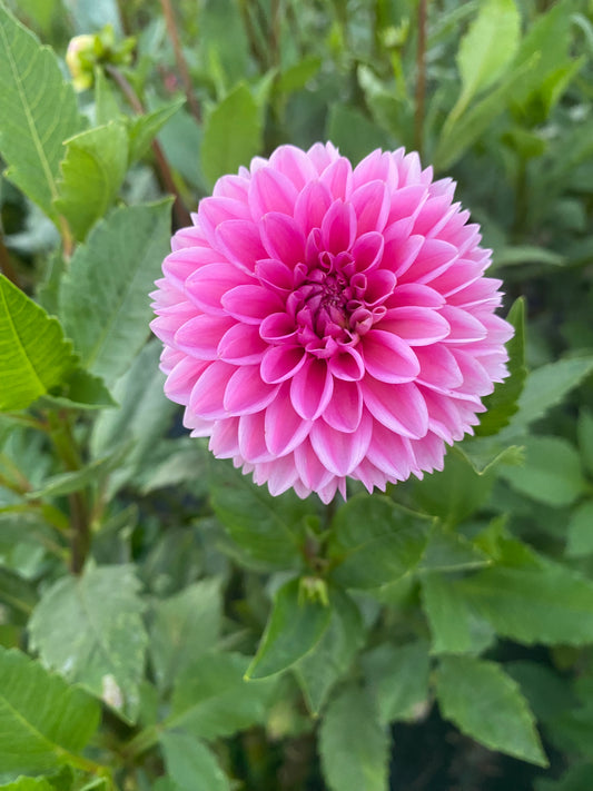 Pink Sylvia Tuber