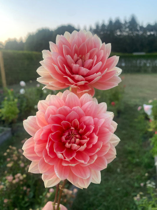 Carolina Wagemans tuber