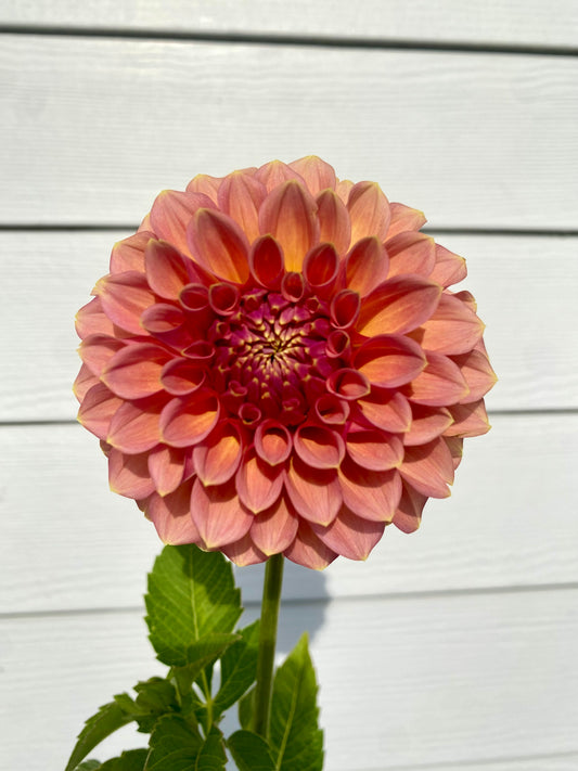 Peachy Parade tuber