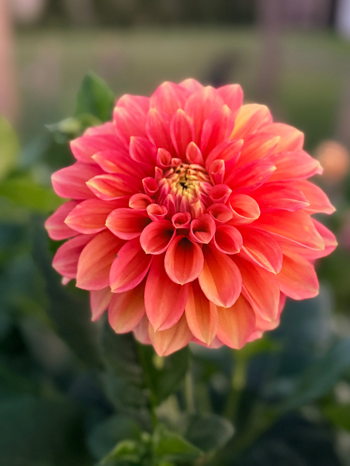 Everbloom Rockmelon cutting